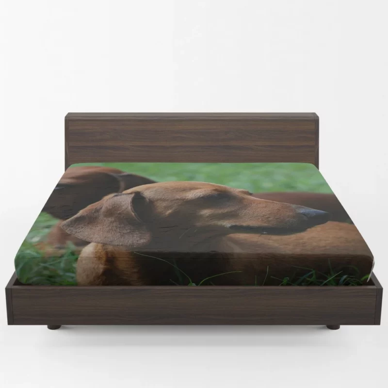 Dachshund Curious Exploration Fitted Sheet