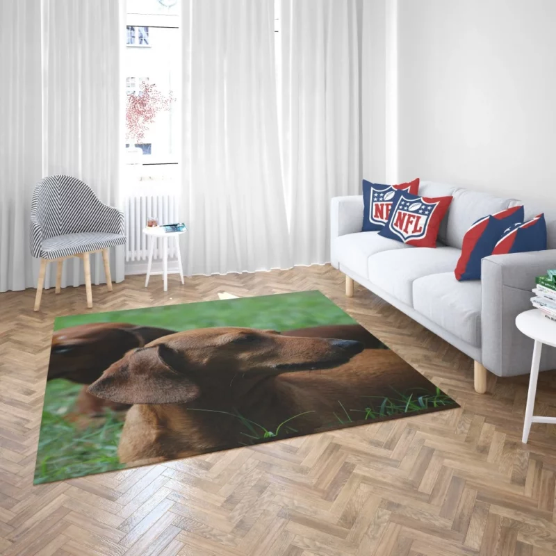 Dachshund Curious Exploration Rug 2