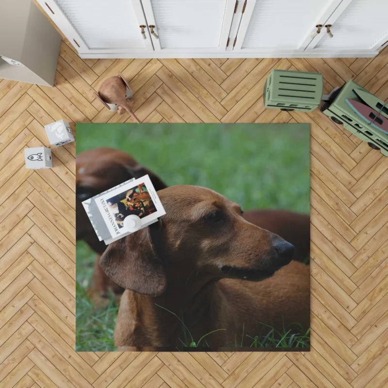 Dachshund Curious Exploration Rug