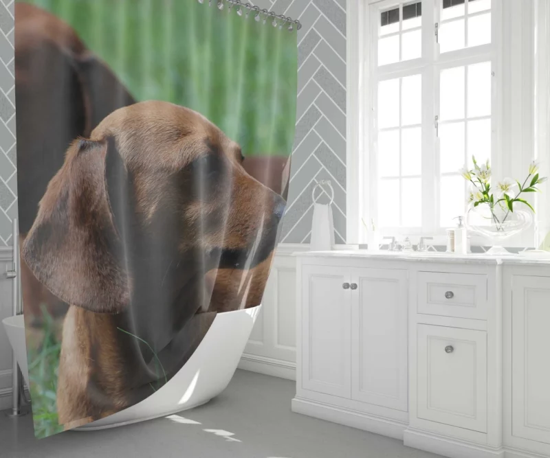 Dachshund Curious Exploration Shower Curtain 1