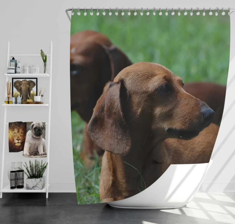 Dachshund Curious Exploration Shower Curtain