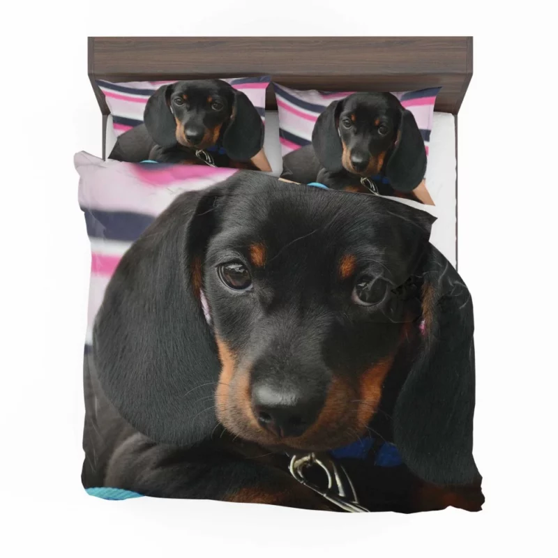 Dachshund Puppy Curious Gaze Furry Wonder Bedding Set 1