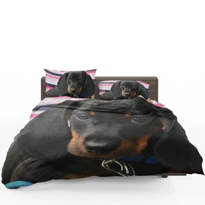 Dachshund Puppy Curious Gaze Furry Wonder Bedding Set