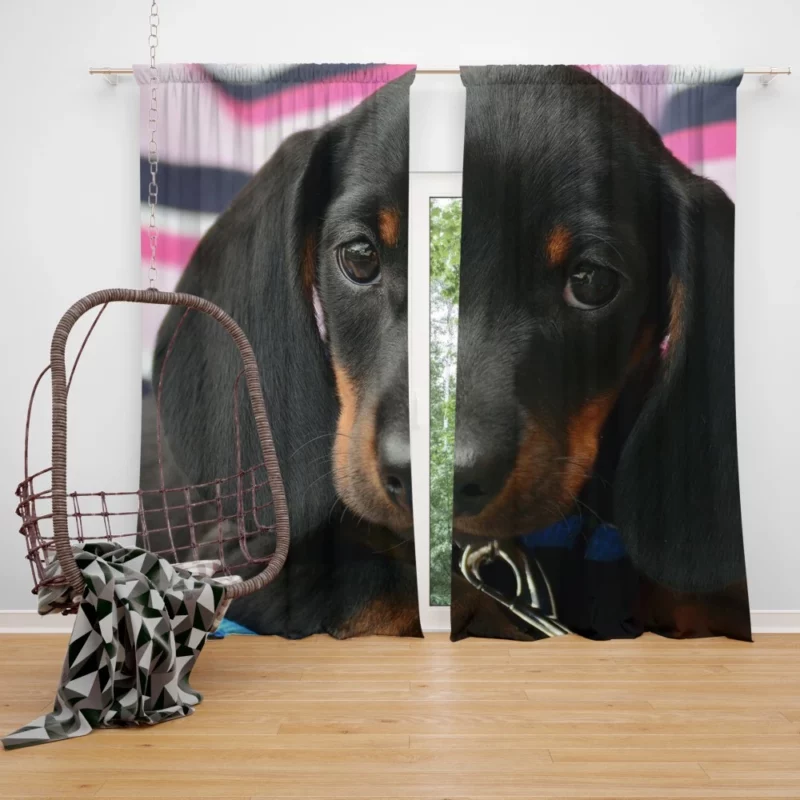 Dachshund Puppy Curious Gaze Furry Wonder Curtain