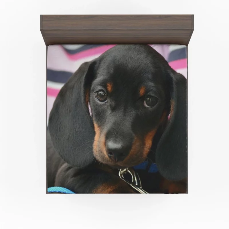 Dachshund Puppy Curious Gaze Furry Wonder Fitted Sheet 1