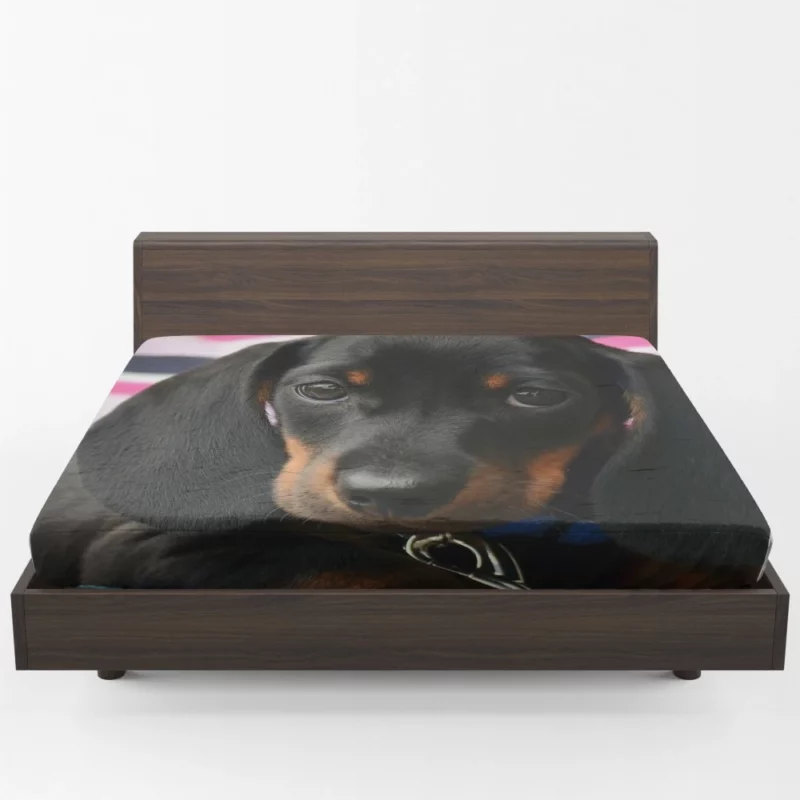 Dachshund Puppy Curious Gaze Furry Wonder Fitted Sheet