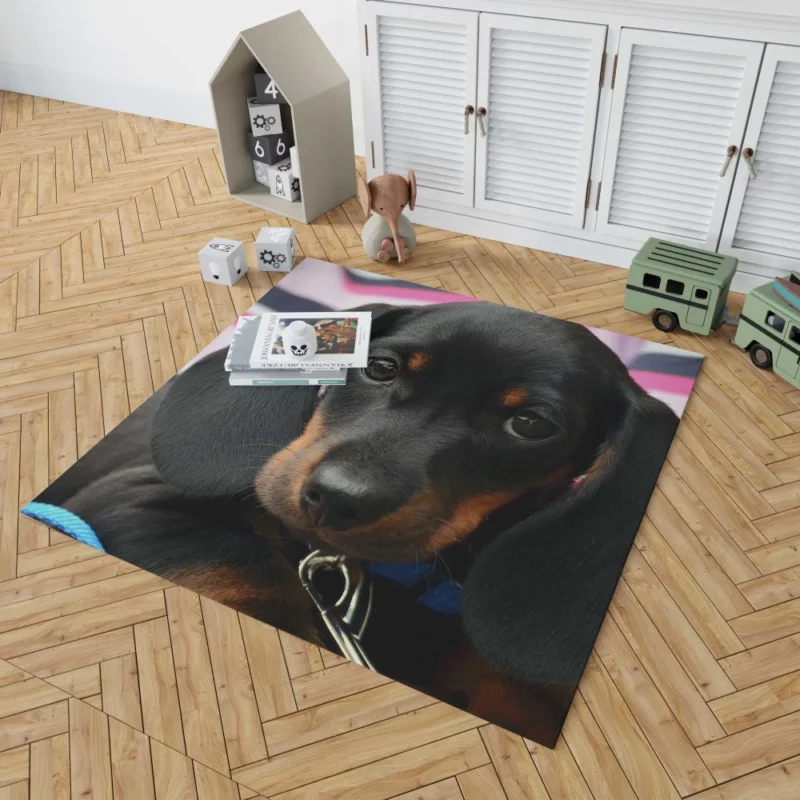 Dachshund Puppy Curious Gaze Furry Wonder Rug 1