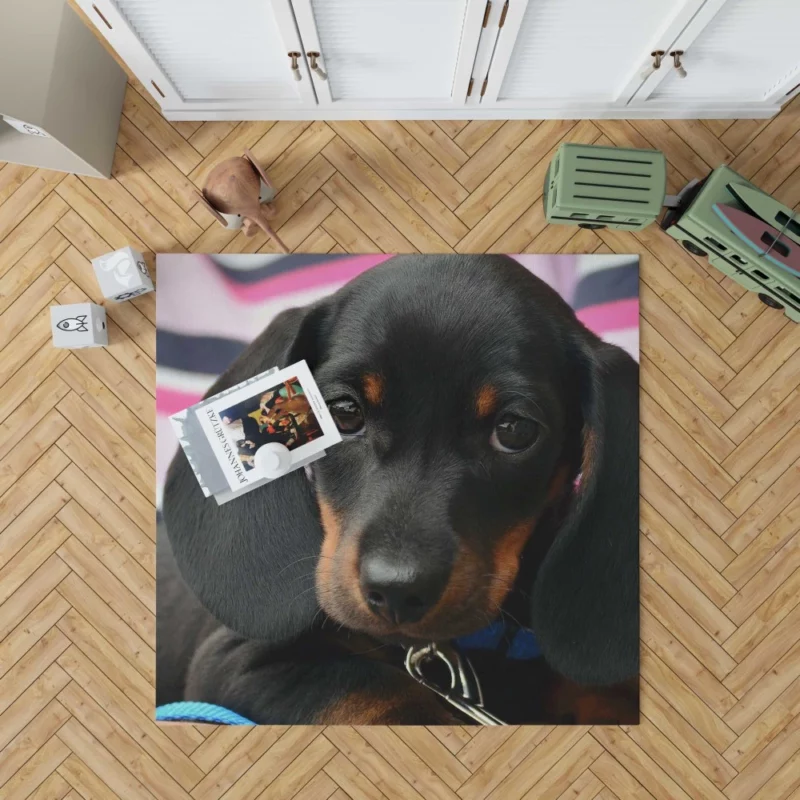 Dachshund Puppy Curious Gaze Furry Wonder Rug