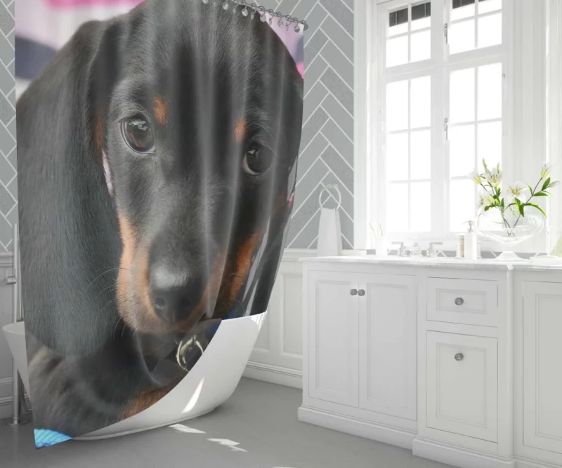 Dachshund Puppy Curious Gaze Furry Wonder Shower Curtain 1