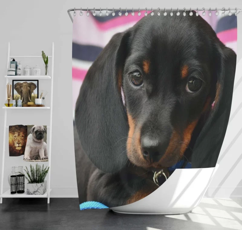 Dachshund Puppy Curious Gaze Furry Wonder Shower Curtain