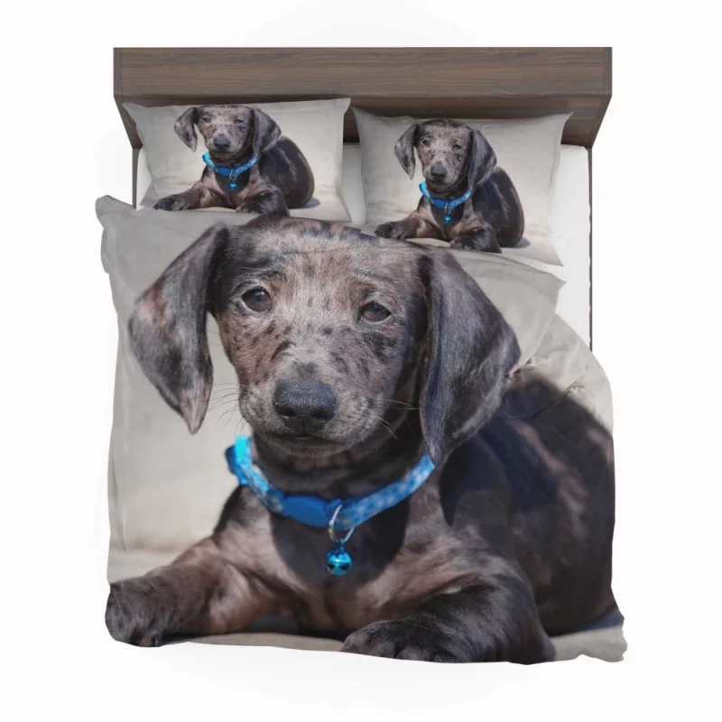 Dachshund Puppy Furry Playfulness Bedding Set 1