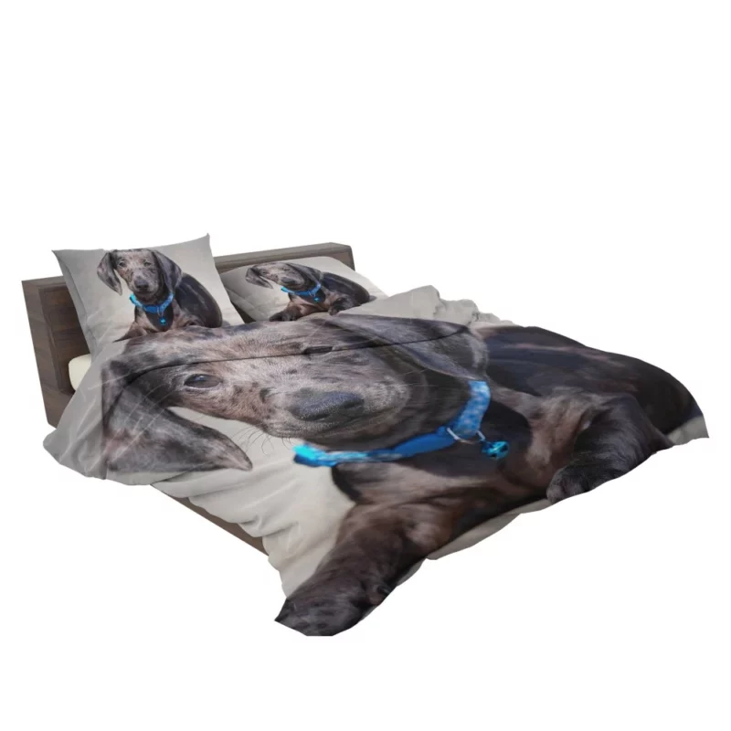 Dachshund Puppy Furry Playfulness Bedding Set 2