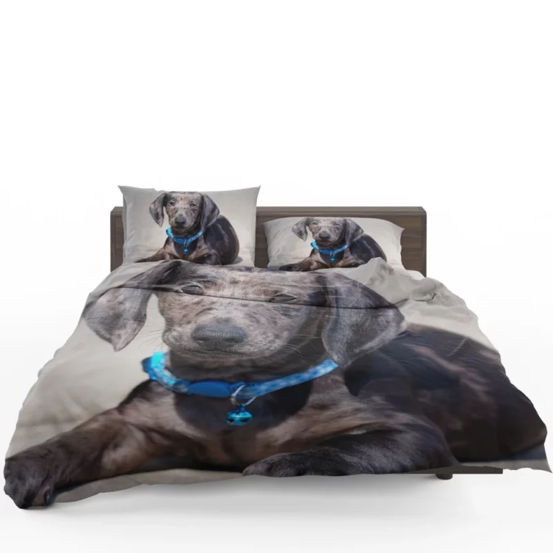 Dachshund Puppy Furry Playfulness Bedding Set