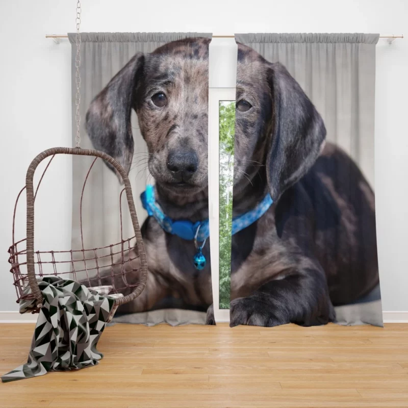 Dachshund Puppy Furry Playfulness Curtain