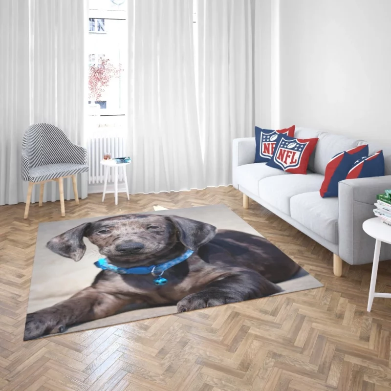 Dachshund Puppy Furry Playfulness Rug 2