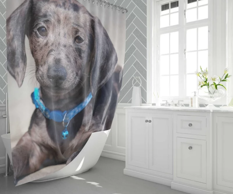 Dachshund Puppy Furry Playfulness Shower Curtain 1