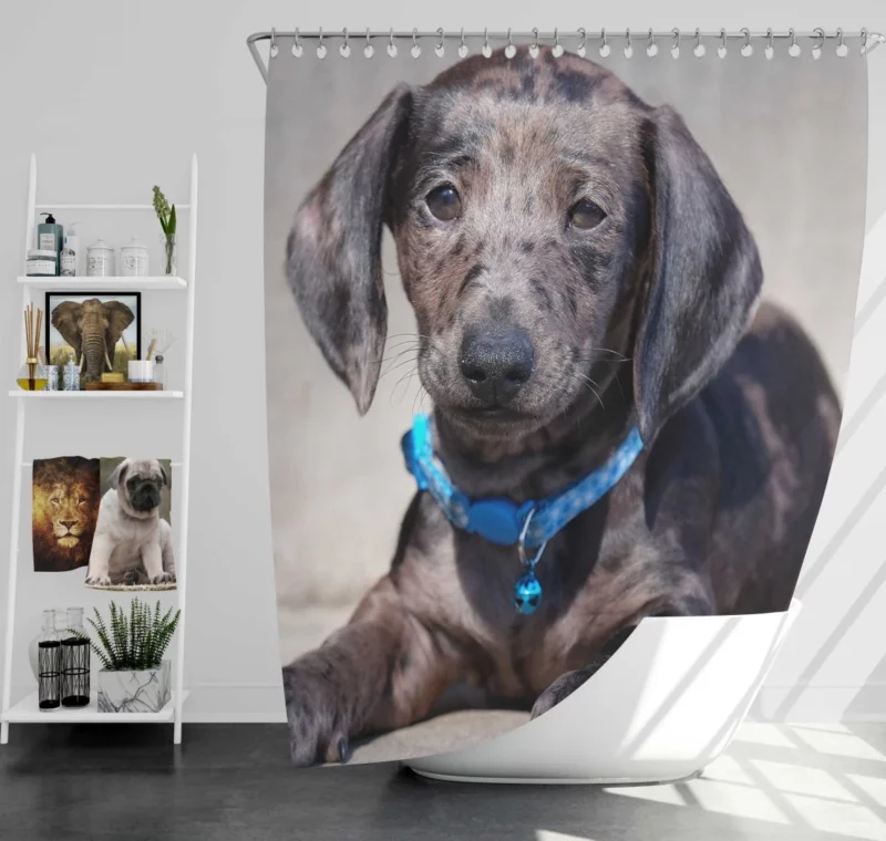 Dachshund Puppy Furry Playfulness Shower Curtain