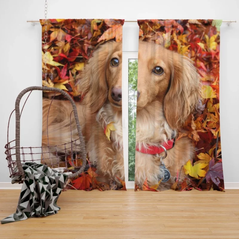 Dachshund in Autumn Playful Foliage Curtain