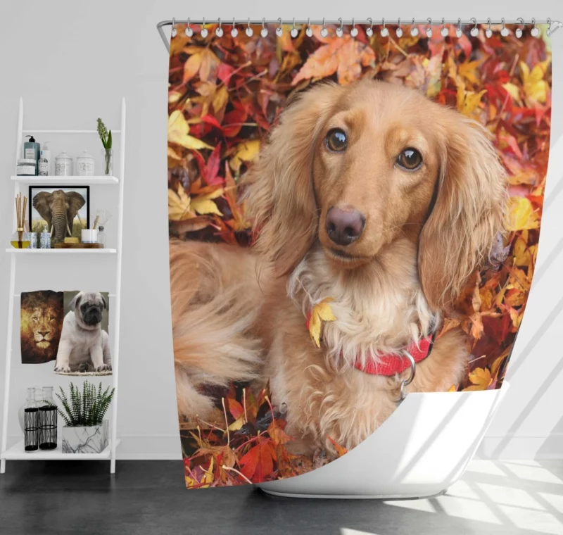 Dachshund in Autumn Playful Foliage Shower Curtain