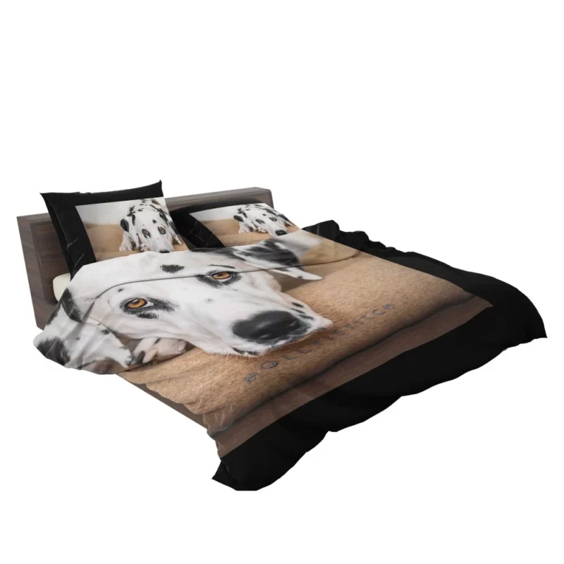 Dalmatian Curious Stare Innocent Gaze Bedding Set 2