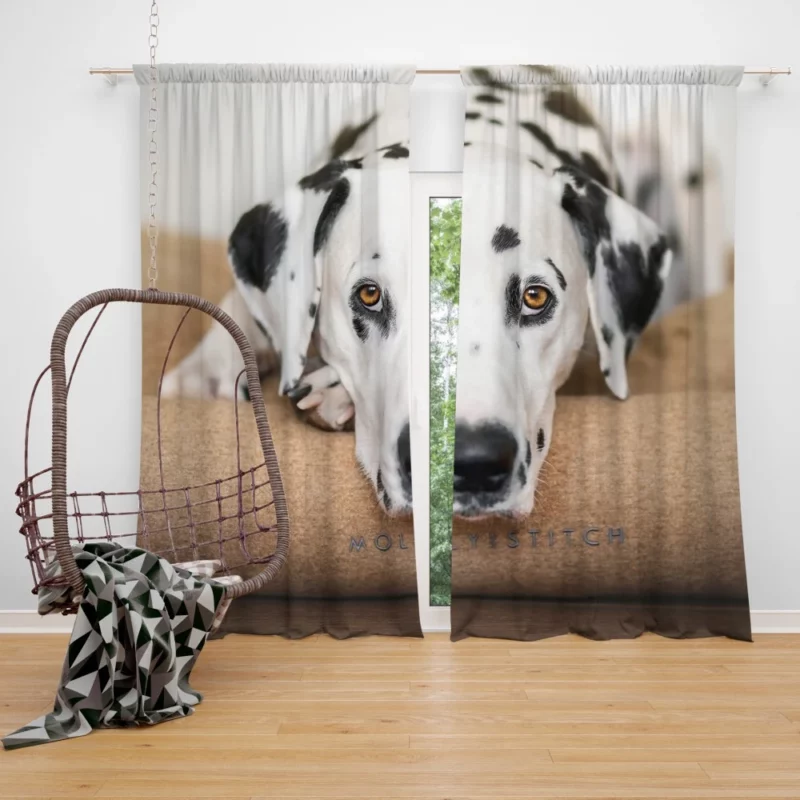 Dalmatian Curious Stare Innocent Gaze Curtain