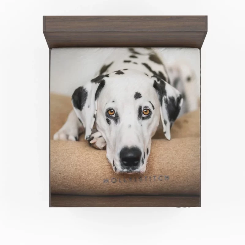 Dalmatian Curious Stare Innocent Gaze Fitted Sheet 1