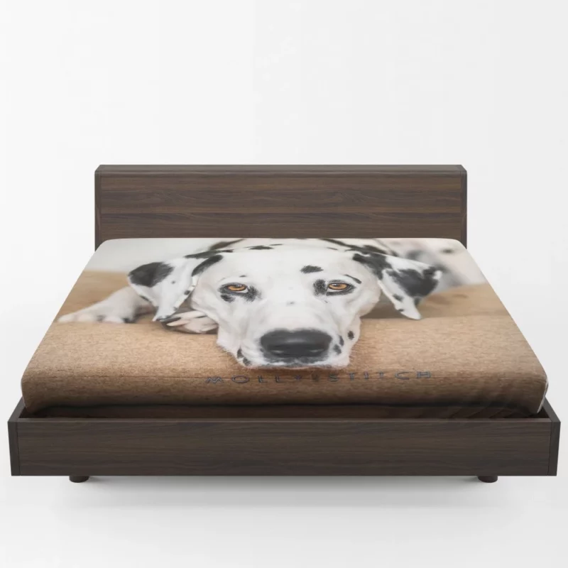 Dalmatian Curious Stare Innocent Gaze Fitted Sheet