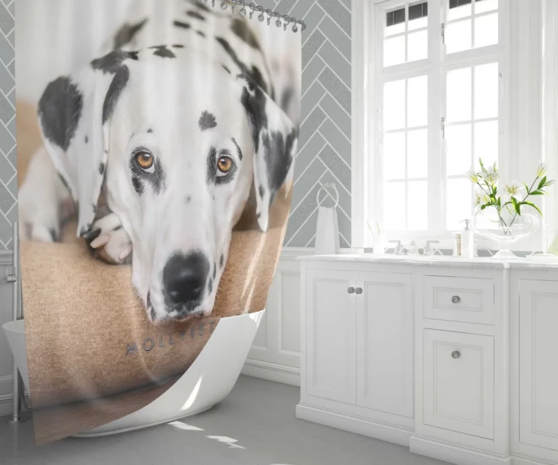 Dalmatian Curious Stare Innocent Gaze Shower Curtain 1