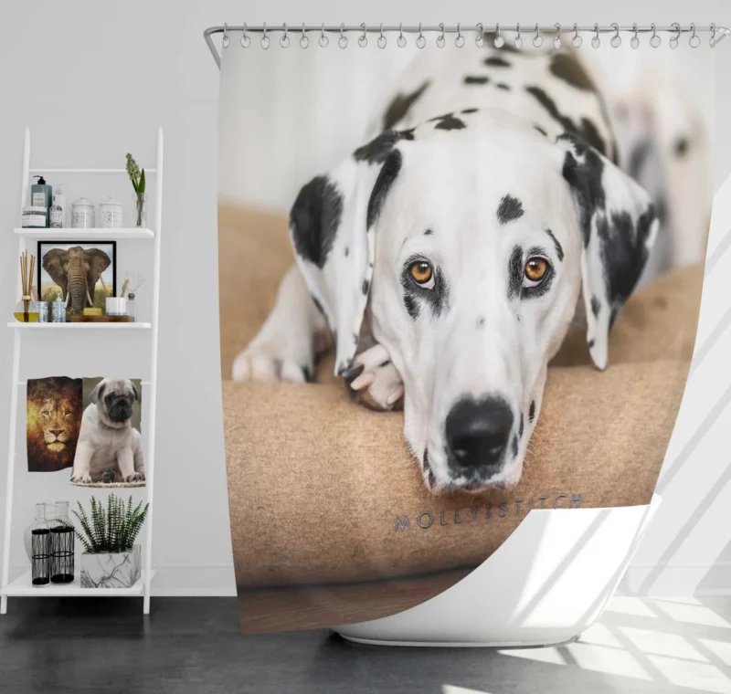 Dalmatian Curious Stare Innocent Gaze Shower Curtain