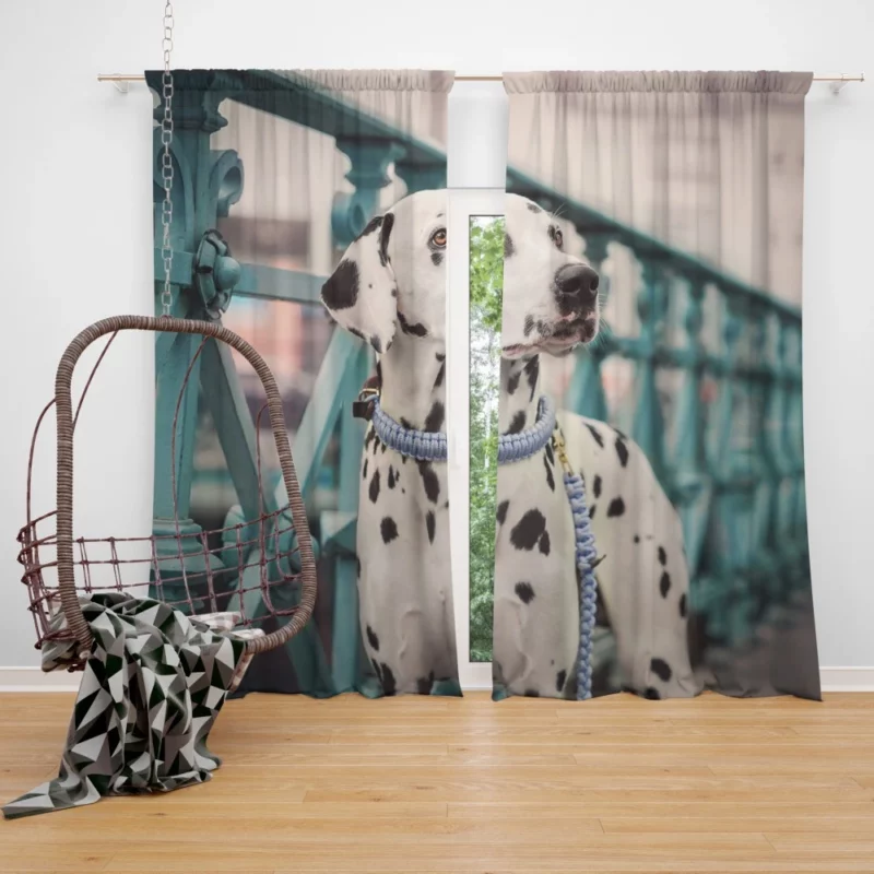 Dalmatian Depth of Field Innocence Curtain