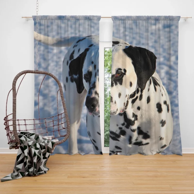 Dalmatian Distinctive Muzzle Canine Charm Curtain