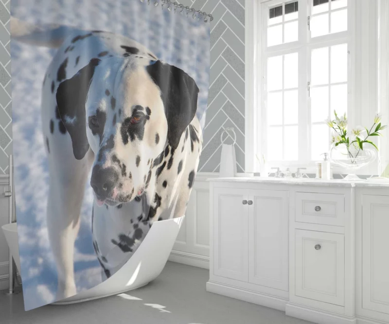 Dalmatian Distinctive Muzzle Canine Charm Shower Curtain 1