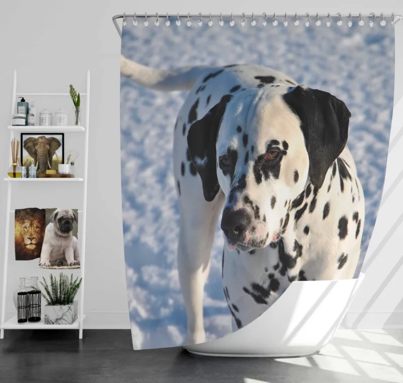 Dalmatian Distinctive Muzzle Canine Charm Shower Curtain