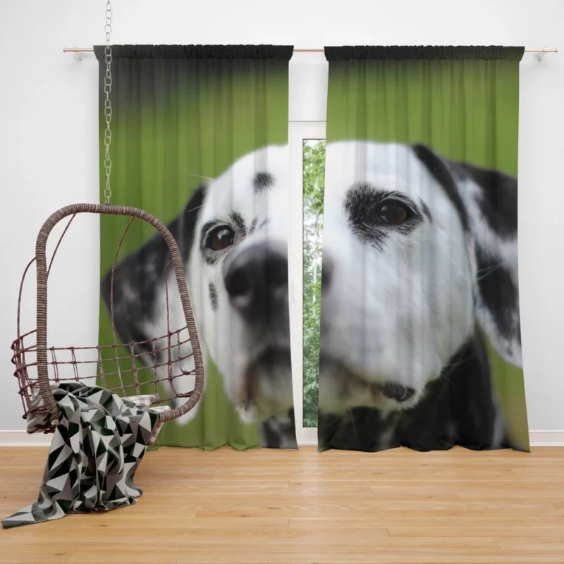 Dalmatian Endearing Muzzle Spotty Charm Curtain