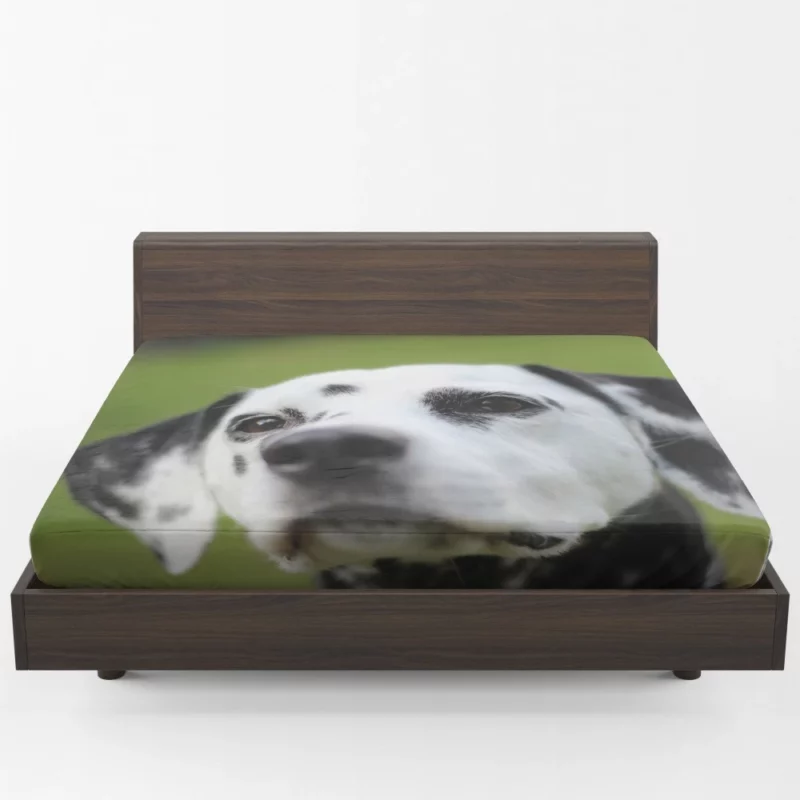 Dalmatian Endearing Muzzle Spotty Charm Fitted Sheet