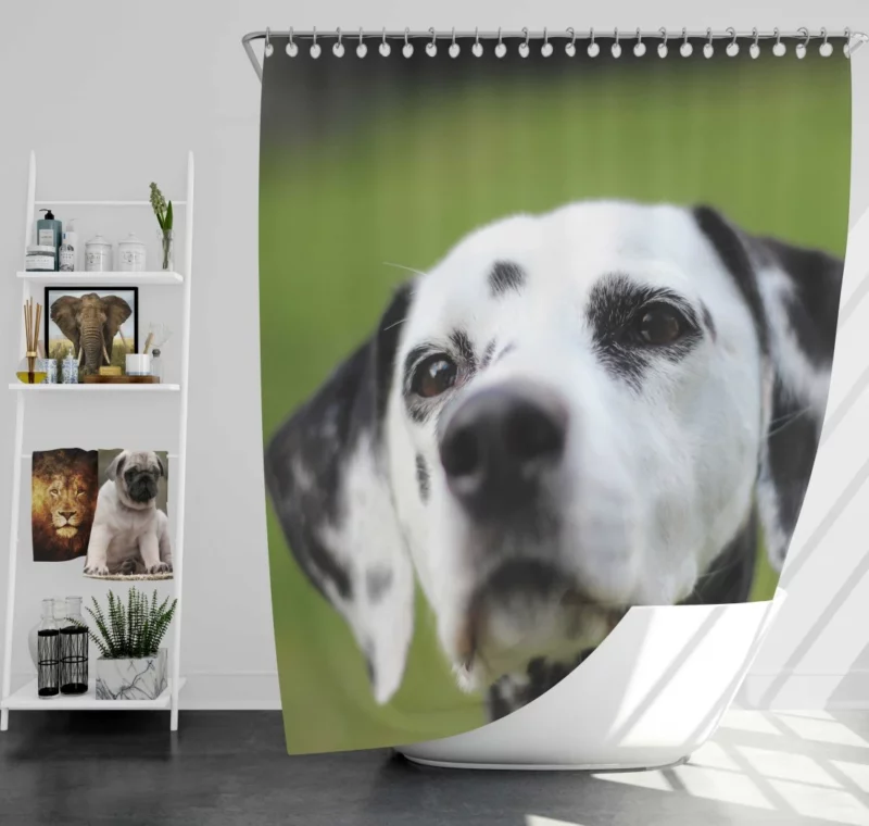 Dalmatian Endearing Muzzle Spotty Charm Shower Curtain