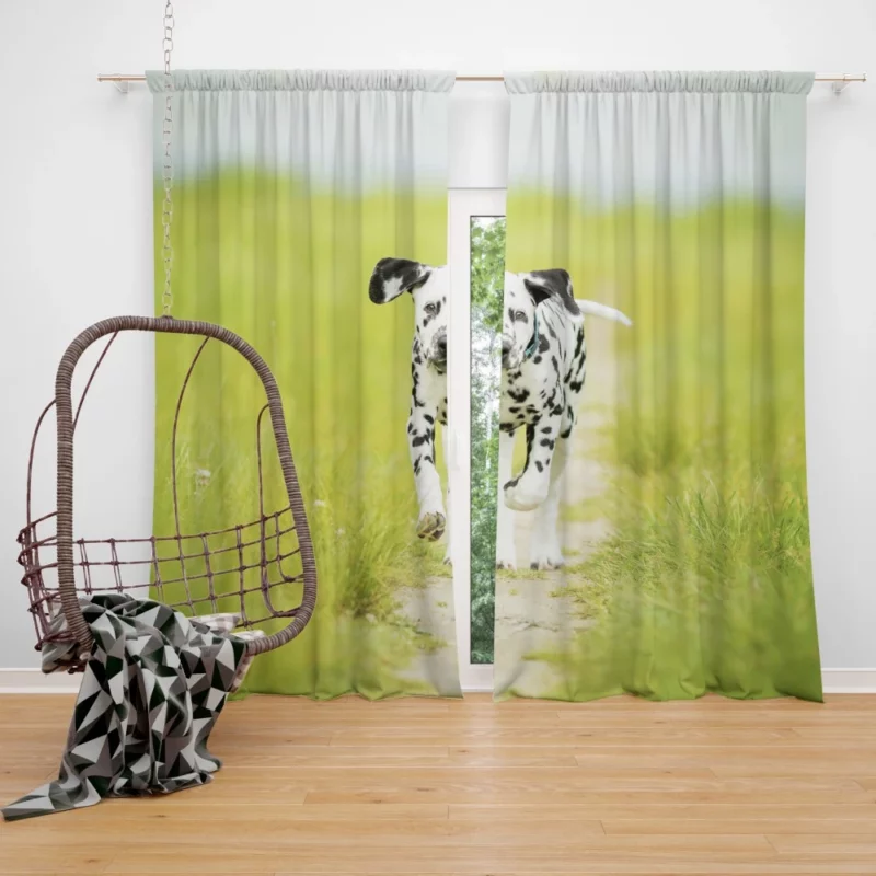 Dalmatian Puppy Playful Path Adventure Curtain