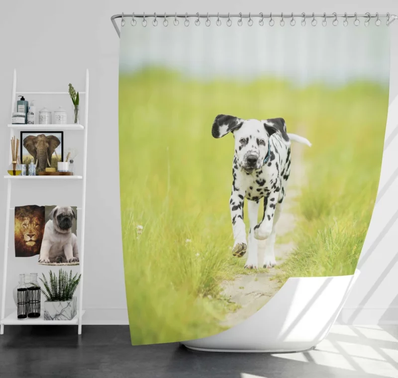 Dalmatian Puppy Playful Path Adventure Shower Curtain