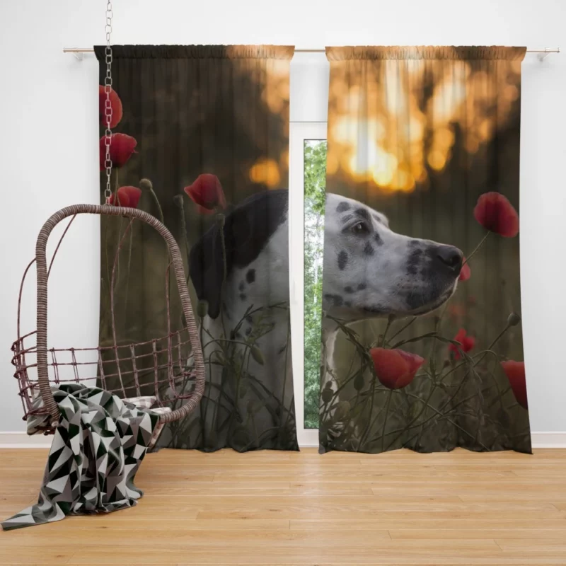 Dalmatian Sunset Charm Flowered Beauty Curtain