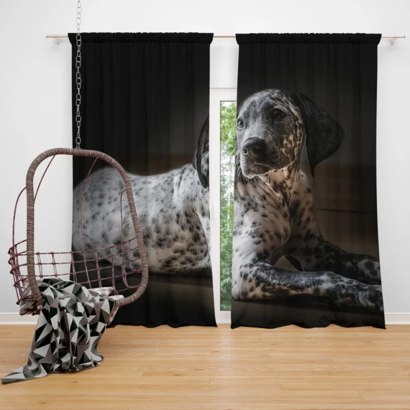 Dalmatian Timeless Beauty Furry Elegance Curtain