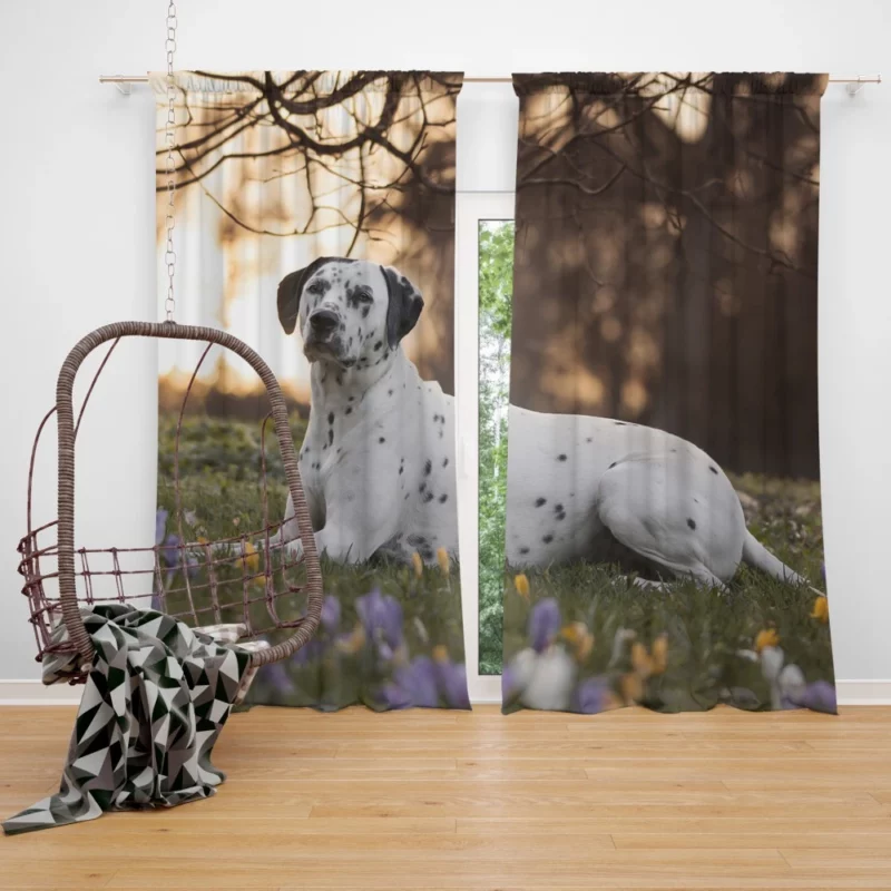 Dalmatian in Crocus Meadow Furry Elegance Curtain