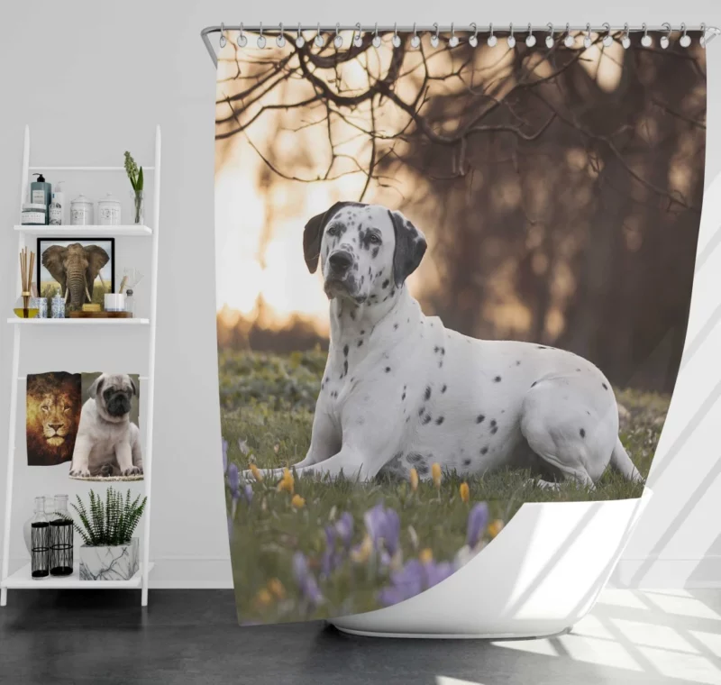 Dalmatian in Crocus Meadow Furry Elegance Shower Curtain