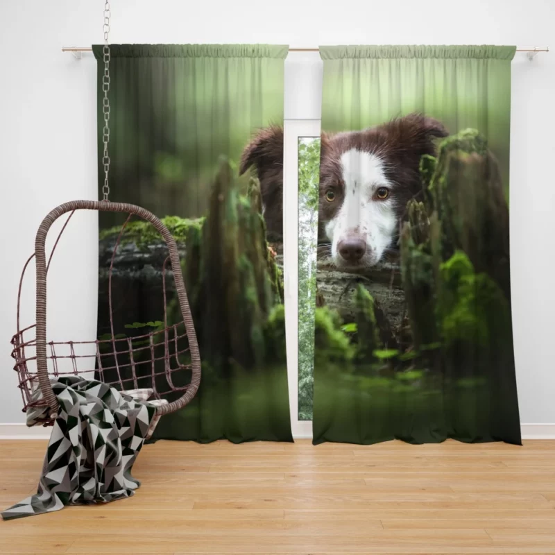 Dangerous Border Collie Curtain