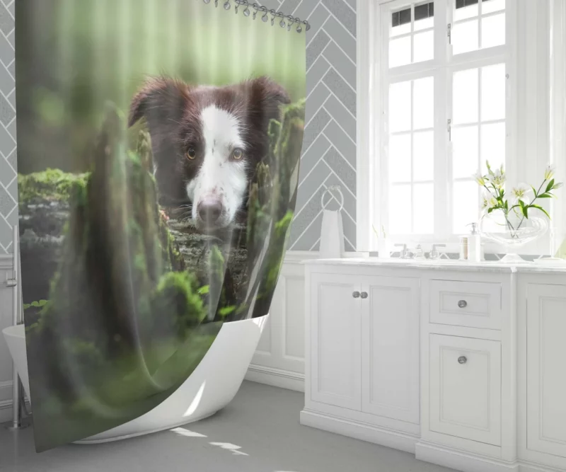 Dangerous Border Collie Shower Curtain 1