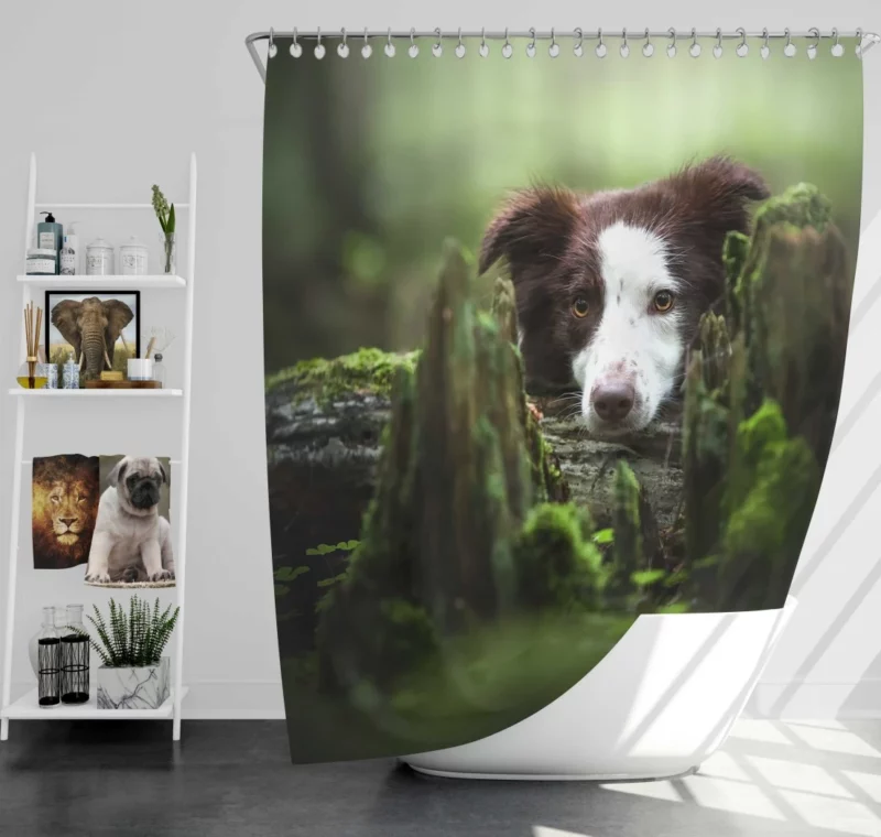 Dangerous Border Collie Shower Curtain