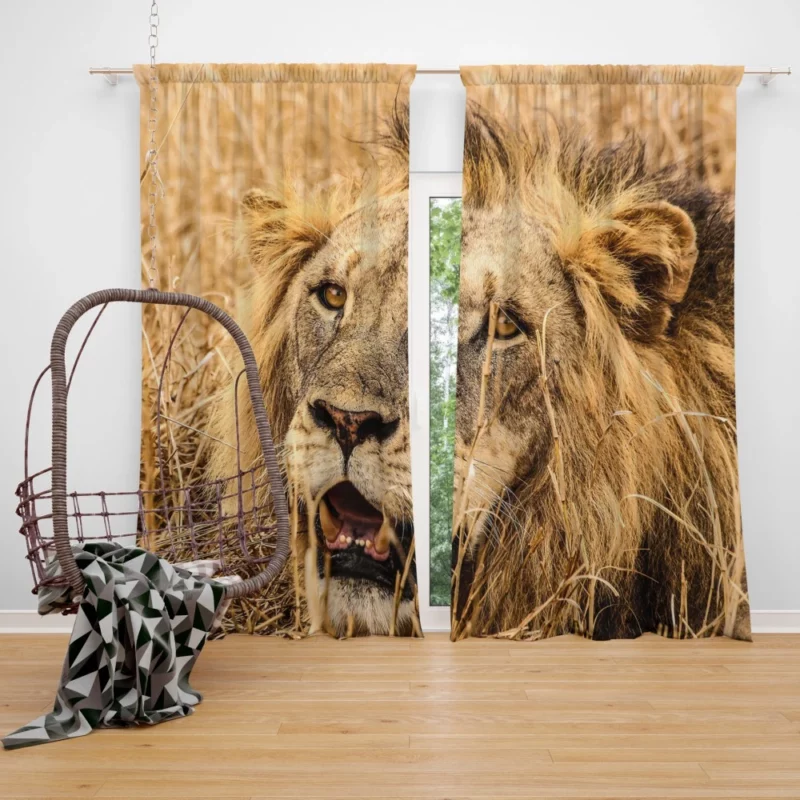 Dangerous Lion Curtain