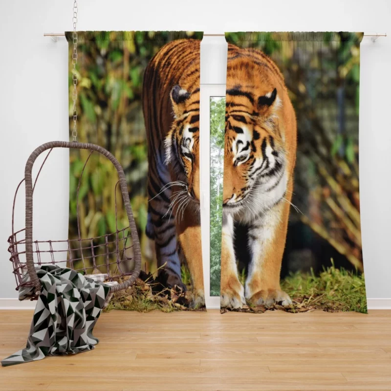 Dangerous Tiger Curtain