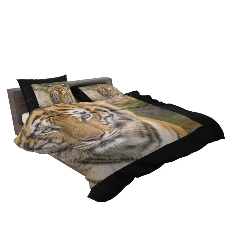 Dangerous Tiger Dominance Bedding Set 2