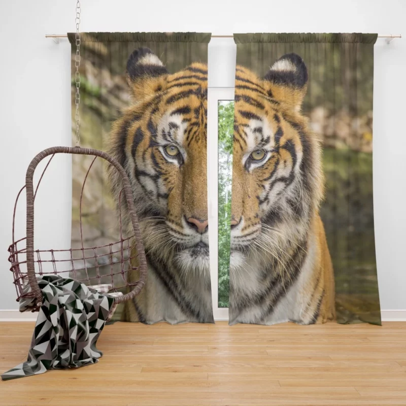 Dangerous Tiger Dominance Curtain