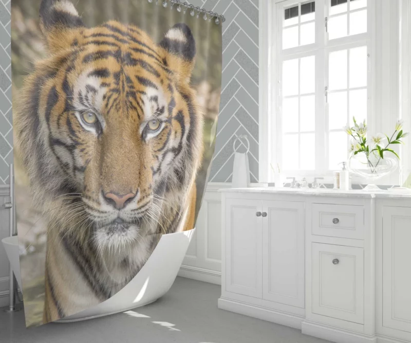 Dangerous Tiger Dominance Shower Curtain 1